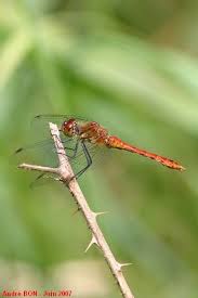 Attēlu rezultāti vaicājumam “Sympetrum sanguineum male”
