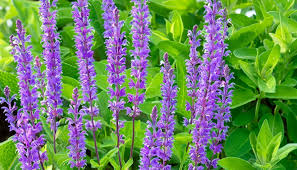 Image result for Salvia sclarea