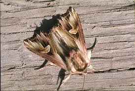 Attēlu rezultāti vaicājumam “Actinotia polyodon”