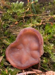 Attēlu rezultāti vaicājumam “Discina perlata”