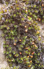 Attēlu rezultāti vaicājumam “Orthotrichum cupulatum var. riparium sporophyte”