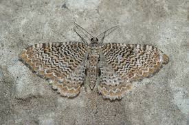 Attēlu rezultāti vaicājumam “Hydria undulata”