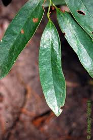 Attēlu rezultāti vaicājumam “Laurilia sulcata”