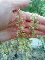 Attēlu rezultāti vaicājumam “Silene borysthenica bud”