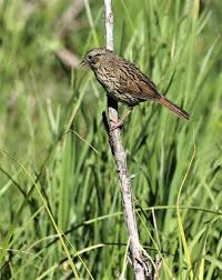 Image result for Melospiza melodia