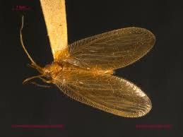 Attēlu rezultāti vaicājumam “Hemerobiidae”