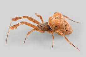 Image result for spider
