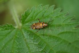 Attēlu rezultāti vaicājumam “Rhabdomiris striatellus”