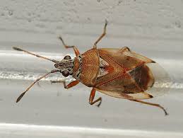 Attēlu rezultāti vaicājumam “Kleidocerys resedae”