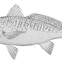 Image result for Micropogonias undulatus