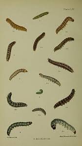 Attēlu rezultāti vaicājumam “Tholera cespitis”