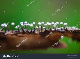 Attēlu rezultāti vaicājumam “Physarum ovisporum macro”