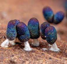 Attēlu rezultāti vaicājumam “Diachea leucopodia stalked”