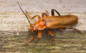 Attēlu rezultāti vaicājumam “Cantharis livida”