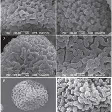 Attēlu rezultāti vaicājumam “Cephalozia catenulata”