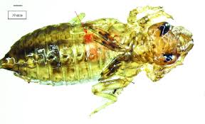 Attēlu rezultāti vaicājumam “Gomphidae”