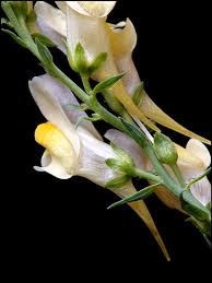 Attēlu rezultāti vaicājumam “Linaria vulgaris bud”