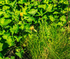 Attēlu rezultāti vaicājumam “Scorzonera humilis leaf”