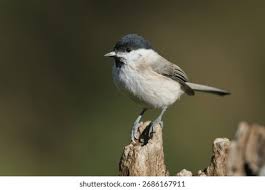 Attēlu rezultāti vaicājumam “Poecile palustris adult”