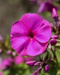 Image result for Phlox (großblumig)