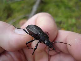Attēlu rezultāti vaicājumam “Carabus hortensis”
