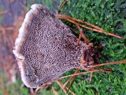 Attēlu rezultāti vaicājumam “Onnia triquetra”