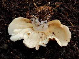 Attēlu rezultāti vaicājumam “Clitocybe nebularis”