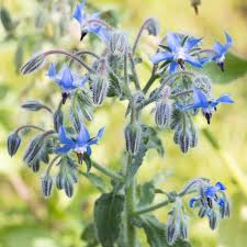 Image result for Borretsch