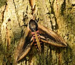 Image result for hawk moth