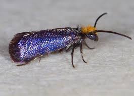 Attēlu rezultāti vaicājumam “Incurvariidae”