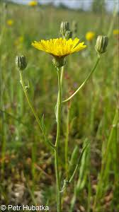 Attēlu rezultāti vaicājumam “Crepis tectorum flower”