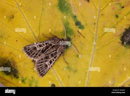 Attēlu rezultāti vaicājumam “Tholera decimalis female”