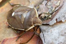 Attēlu rezultāti vaicājumam “Chlorochroa pinicola”