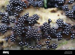 Attēlu rezultāti vaicājumam “Metatrichia floriformis”