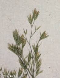 Attēlu rezultāti vaicājumam “Festuca altissima leaf”