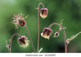 Image result for Geum rivale