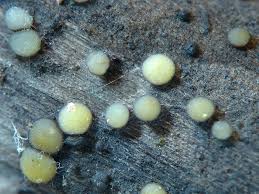 Attēlu rezultāti vaicājumam “Vibrissea decolorans”