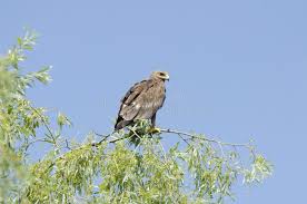 Attēlu rezultāti vaicājumam “Aquila pomarina”