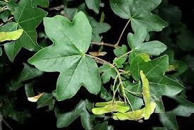 Attēlu rezultāti vaicājumam “Acer campestre leaf”