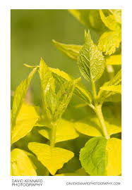 Attēlu rezultāti vaicājumam “Philadelphus coronarius leaf”