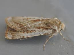 Attēlu rezultāti vaicājumam “Agrotis vestigialis”