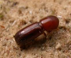 Attēlu rezultāti vaicājumam “Scolytidae”