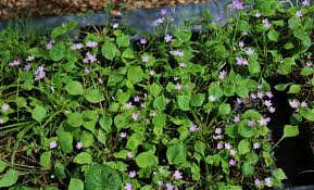 Attēlu rezultāti vaicājumam “Claytonia sibirica flower”