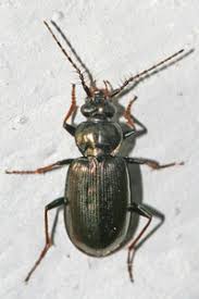 Attēlu rezultāti vaicājumam “Loricera pilicornis”