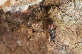 Attēlu rezultāti vaicājumam “Platydracus fulvipes”