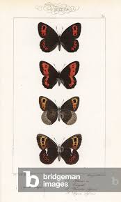 Attēlu rezultāti vaicājumam “Erebia aethiops”