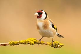 Attēlu rezultāti vaicājumam “Carduelis carduelis”