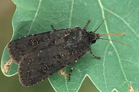 Attēlu rezultāti vaicājumam “Euxoa nigricans”