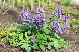 Attēlu rezultāti vaicājumam “Corydalis cava flower”