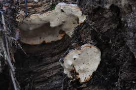 Attēlu rezultāti vaicājumam “Heterobasidion parviporum”